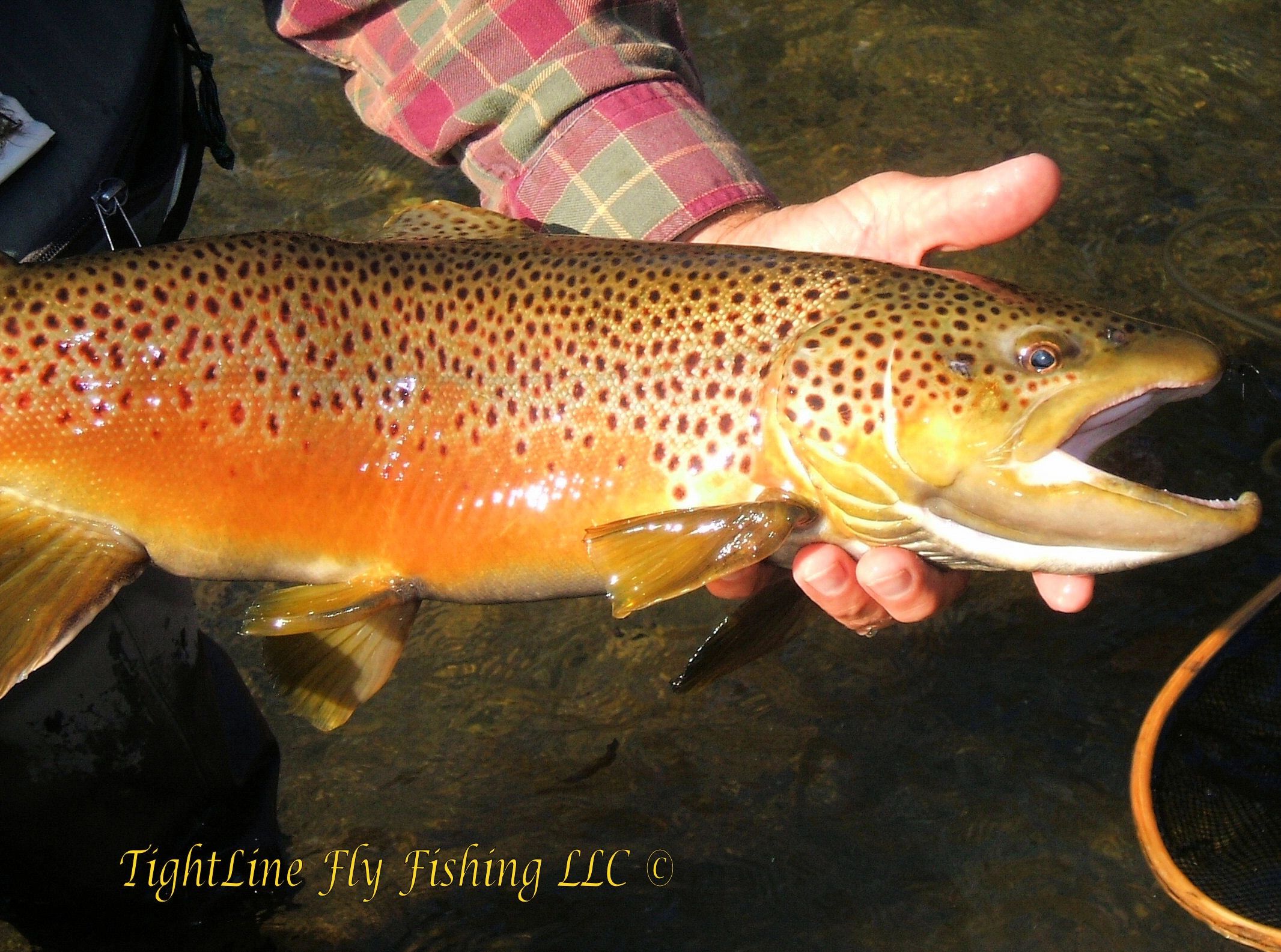 TightLine Fly Fishing Fly Fishing Guide, Missouri Ozarks